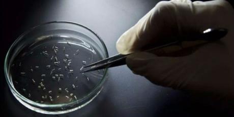 El Zika mata células clave para el desarrollo fetal – El País