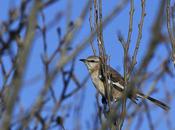 Fotos calandria real