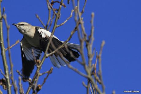 Fotos de calandria real