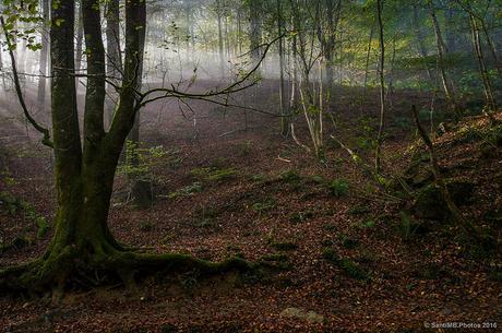 El resurgir del color