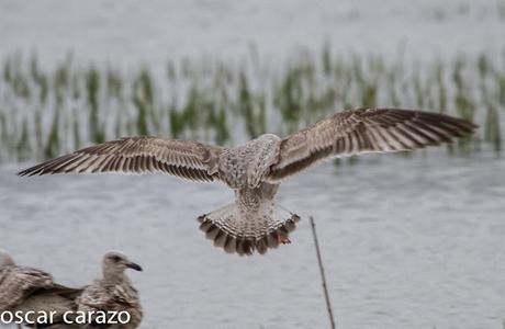 GAVIOTA CASPICA LARUS CACHINANS EN SALBURUA