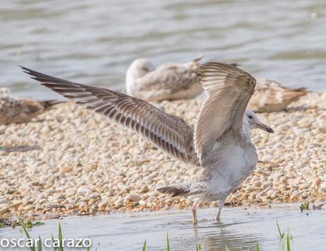 GAVIOTA CASPICA LARUS CACHINANS EN SALBURUA