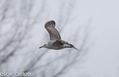 GAVIOTA CASPICA LARUS CACHINANS EN SALBURUA