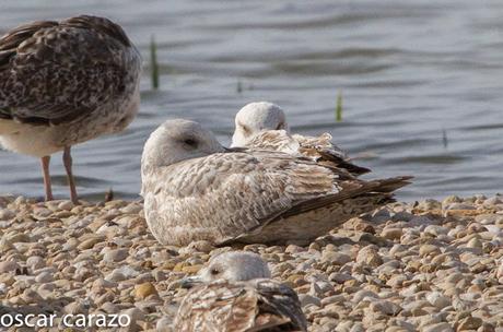 GAVIOTA CASPICA LARUS CACHINANS EN SALBURUA