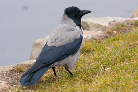 Birds Denmark-Aves de Dinamarca. ( Turismo y aves )