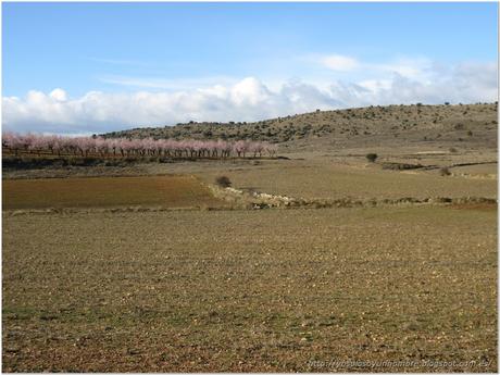 tierra de labranza y almendros