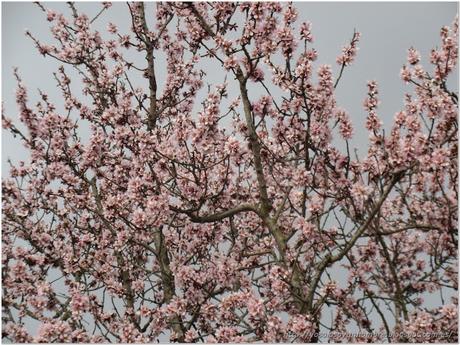 Almendro en flor, temprano