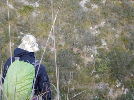 Jabalís en el Parc del Garraf