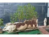 Proyectos primeras exposiciones