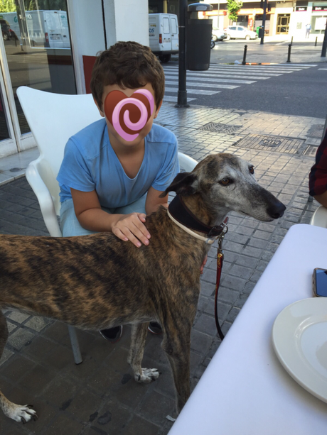 Mascotas bienvenidas en establecimientos Petfriendly