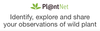 El Shazam para plantas: PlantNet