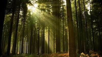 Bosque en el que se filtra a través de las copas la luz del día.