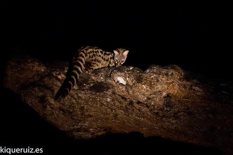 Gineta, armonia nocturna