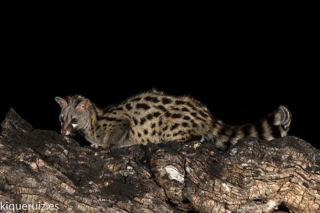Gineta, armonia nocturna
