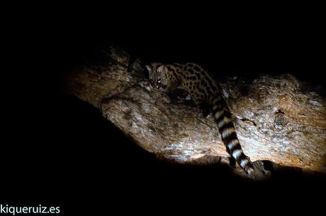 Gineta, armonia nocturna