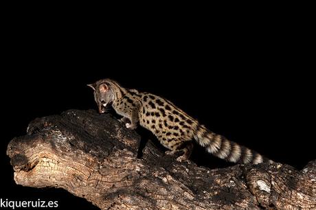 Gineta, armonia nocturna