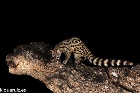 Gineta, armonia nocturna