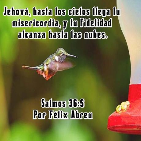 Provisión abundante