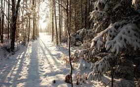 Resultado de imagen de paisaje camino con nieve en los árboles