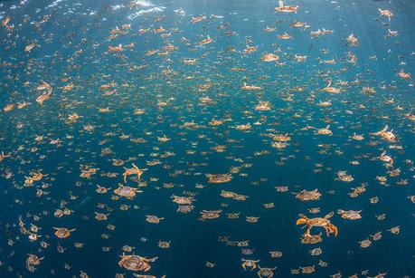 Estas son las mejores fotos acuáticas del año