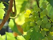 Todo sobre vino: Conceptos Parte