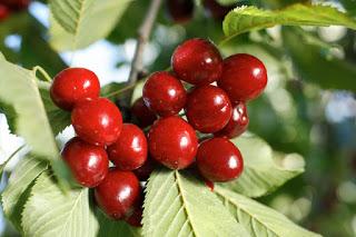 La cereza española se une y crean la Mesa Sectorial de la Cereza