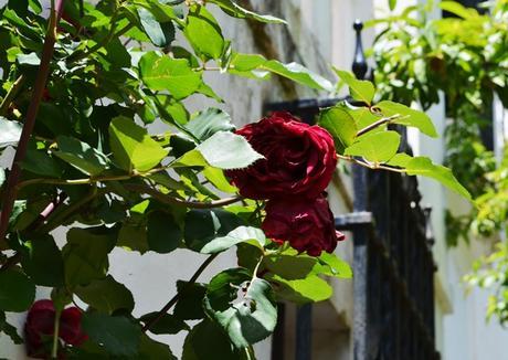 El Paraíso de Manuel {La Cumbre, Córdoba}