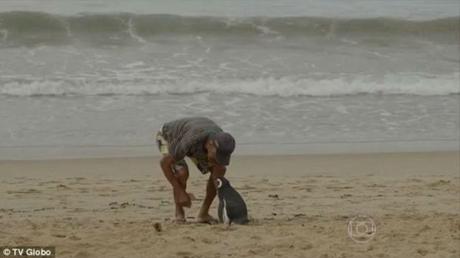 La amistad entre un pescador y un pingüino. 