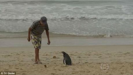 La amistad entre un pescador y un pingüino. 