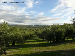 Las 10 Maravillas de Villacarrillo (Jaén) Las 10 Maravillas de Villacarrillo (Jaén)