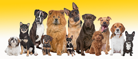 qué es el pedigree en los perros