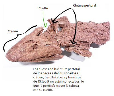 La evolución del cuello