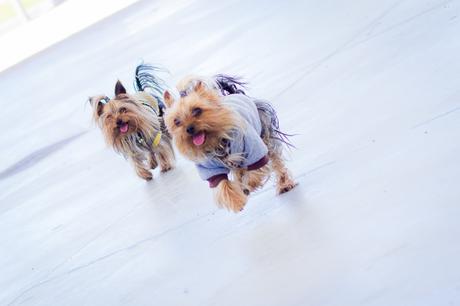 yorkshire terrier