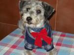 edades perro