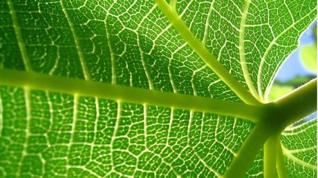 clorofila naturopata