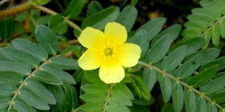 tribulus-terrestris2