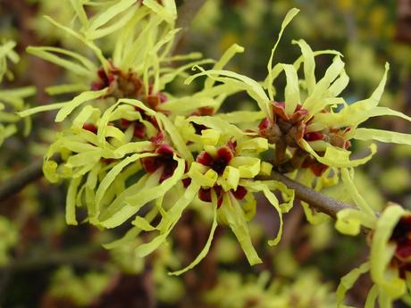 hamamelis