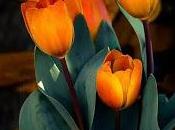 Envuelve claveles...