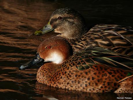 Una pareja de lo más extraña