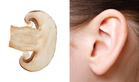 funghi orecchie