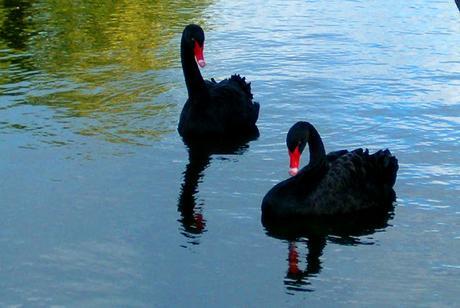 CISNE NEGRO/BLACK SWAN