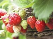 Consejos para cultivar fresas