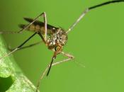 indicios relaciones causales entre virus zika, microcefalia otros trastornos
