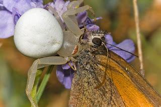 Para ampliar Misumena vatia (Clerck, 1758)  Araña cangrejo hacer clic