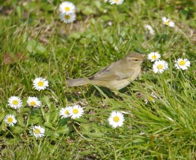 Mosquiteros de vuelta