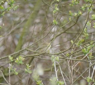 Mosquiteros de vuelta