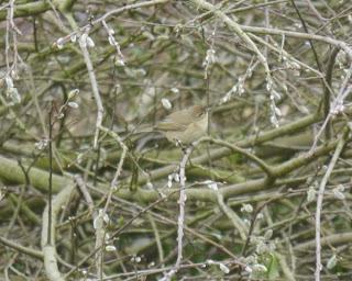 Mosquiteros de vuelta