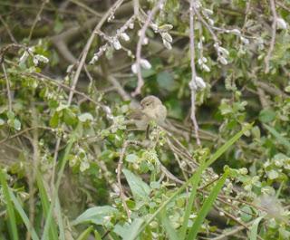 Mosquiteros de vuelta