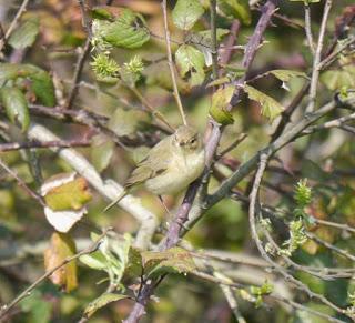 Mosquiteros de vuelta