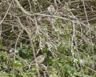 Mosquiteros de vuelta